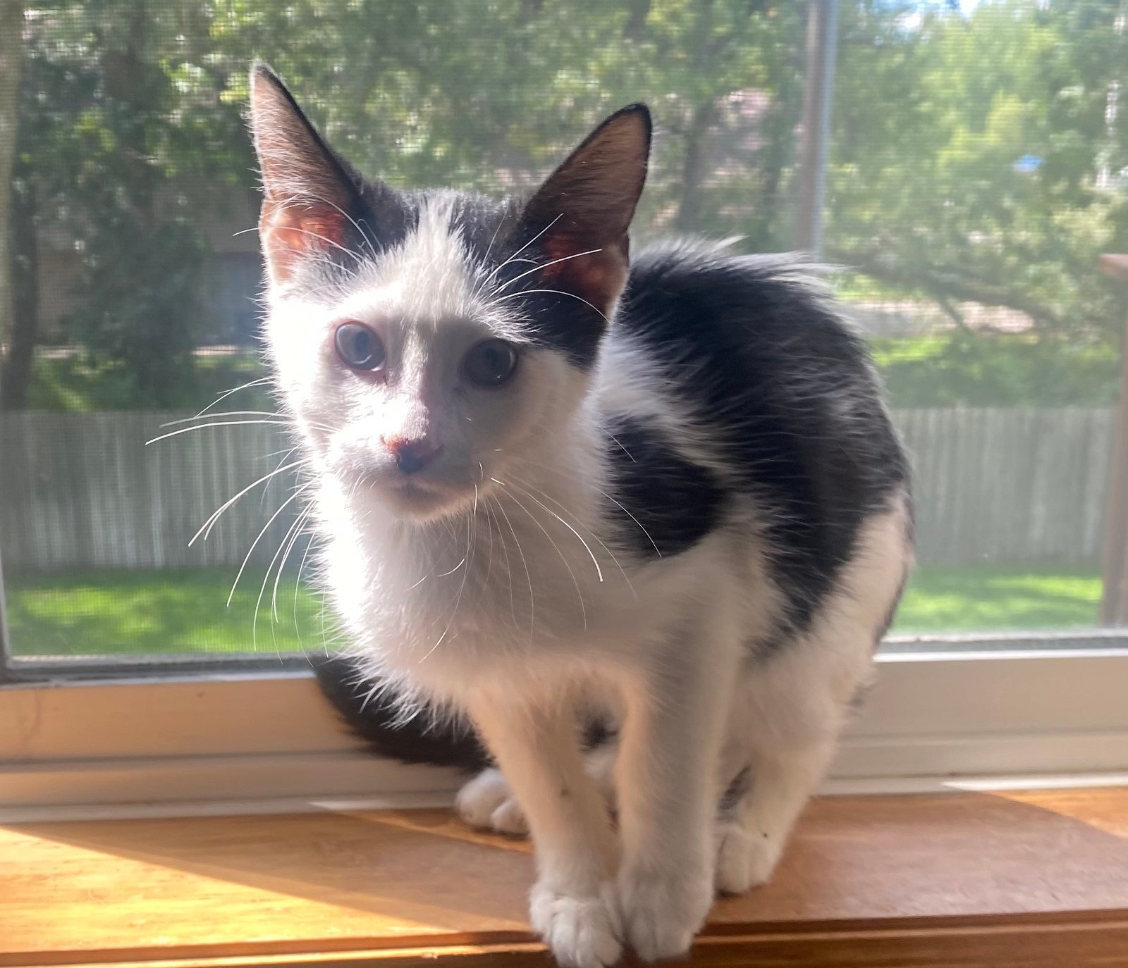 cat-for-adoption-daniel-a-domestic-short-hair-mix-in-plymouth-mn