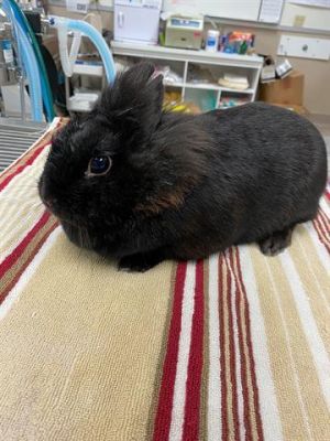 DISCUS, adoptable Rabbit, Young Female Bunny Rabbit, 4 miles away.