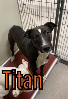 Titan 119968