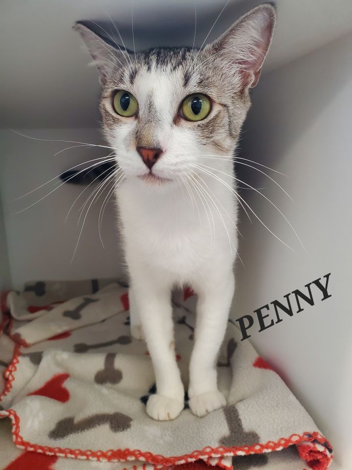 Penny, an adoptable Domestic Short Hair in Honolulu, HI_image-1