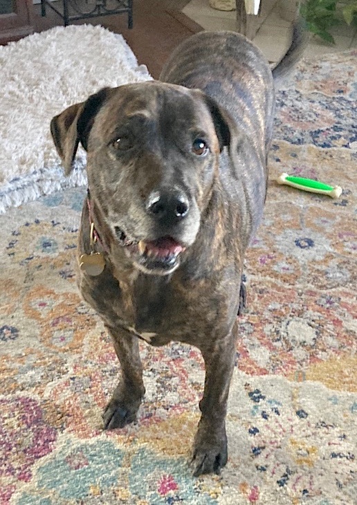 Molly, an adoptable Mastiff & Retriever Mix in Fayetteville, AR_image-3