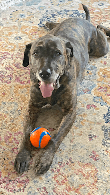 Molly, an adoptable Mastiff & Retriever Mix in Fayetteville, AR_image-4
