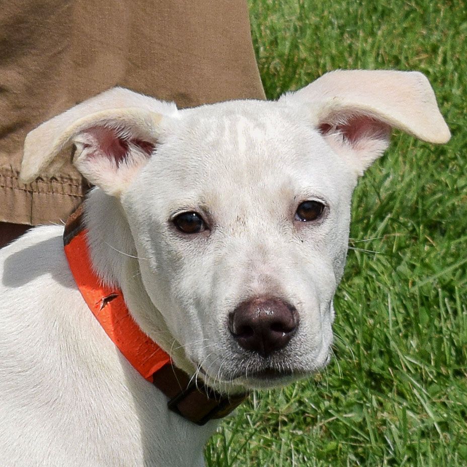 Zero, an adoptable Yellow Labrador Retriever, Husky in Huntley, IL, 60142 | Photo Image 2