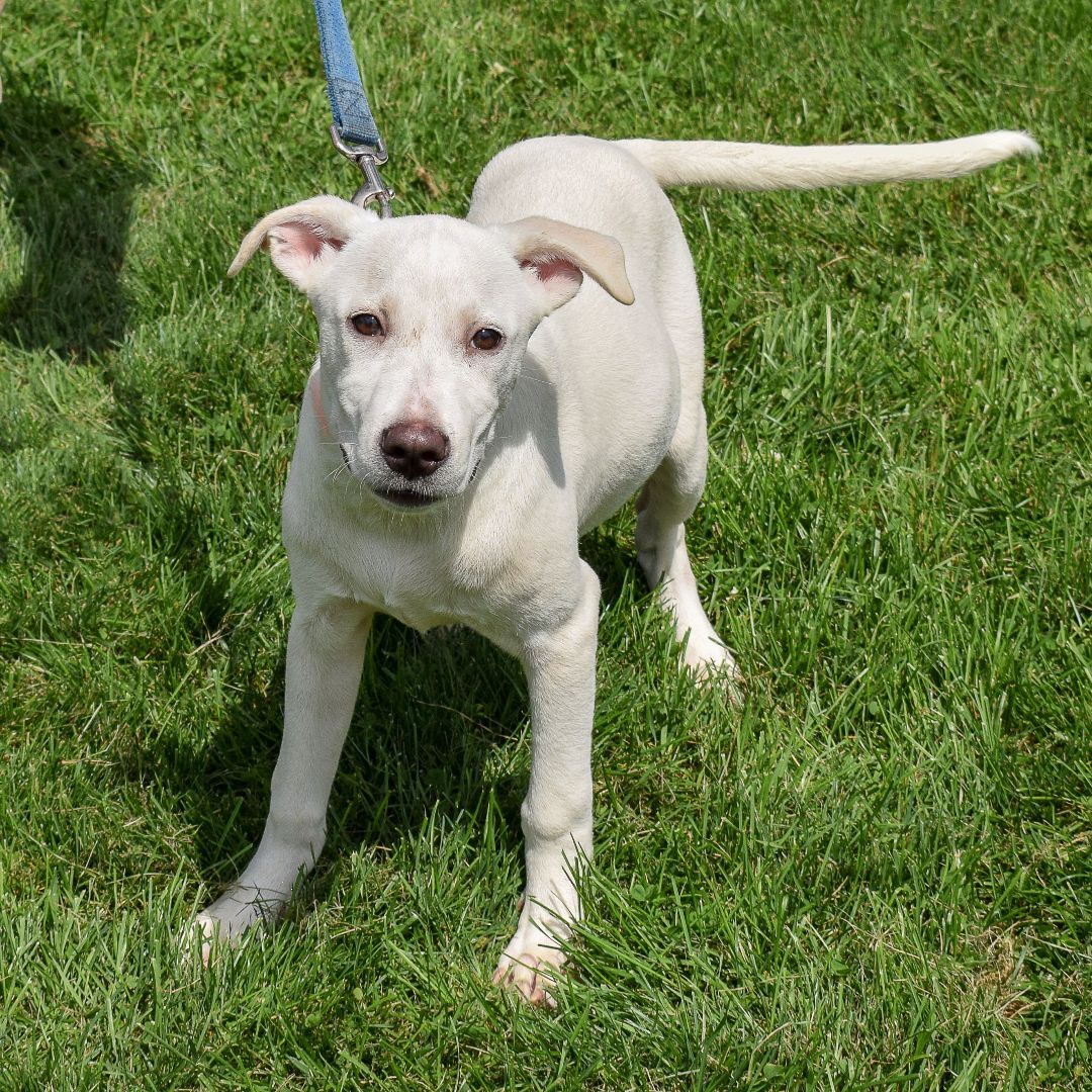 Zero, an adoptable Yellow Labrador Retriever, Husky in Huntley, IL, 60142 | Photo Image 4