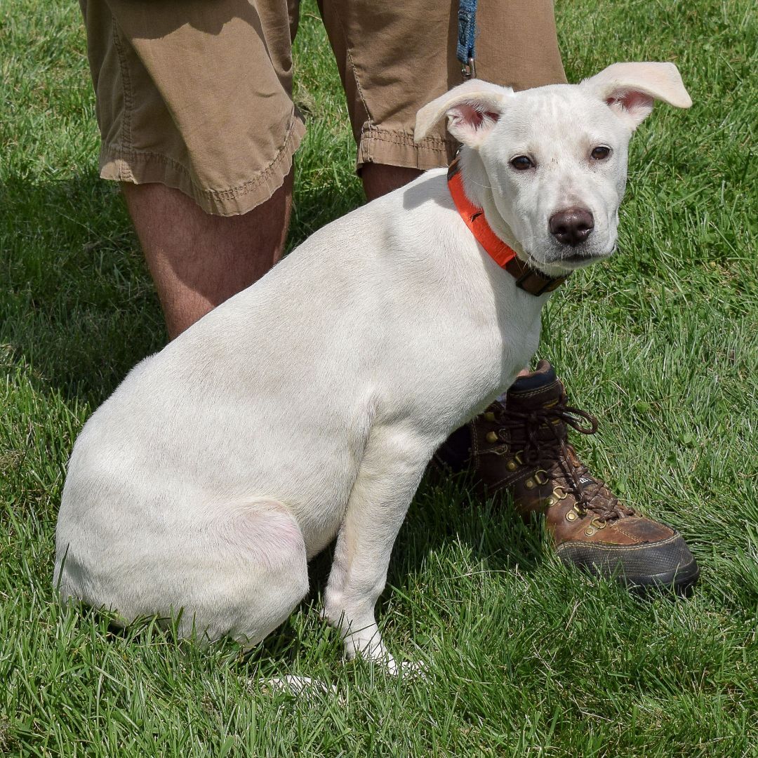 Zero, an adoptable Yellow Labrador Retriever, Husky in Huntley, IL, 60142 | Photo Image 6