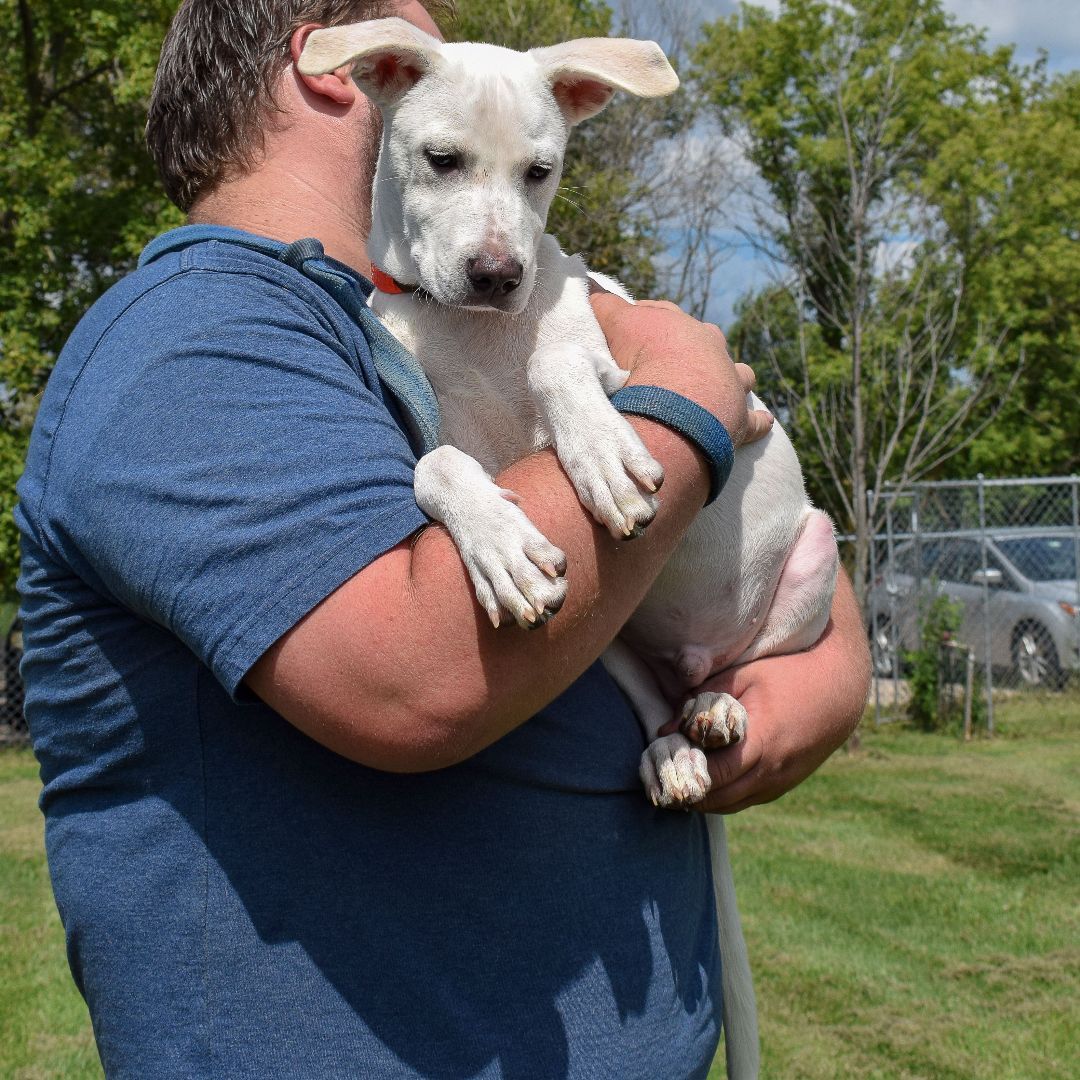 Zero, an adoptable Yellow Labrador Retriever, Husky in Huntley, IL, 60142 | Photo Image 8