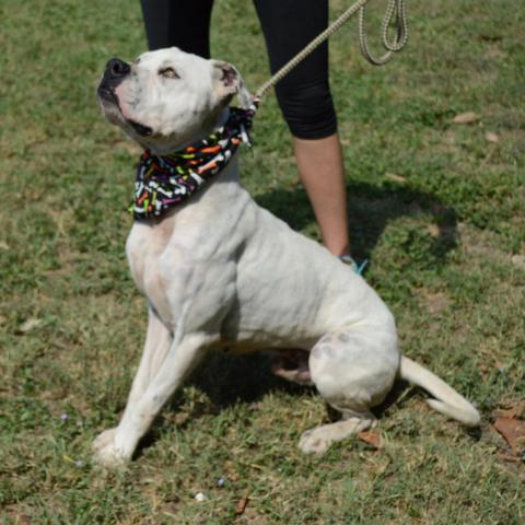 Dennis JuM (Dad)*, an adoptable Dogo Argentino, American Bulldog in Von Ormy, TX, 78073 | Photo Image 6