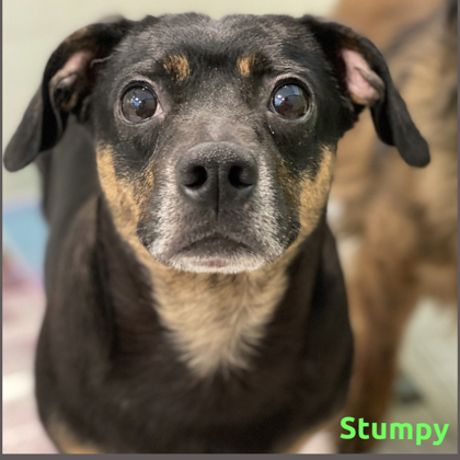 Stumpy