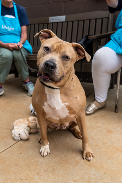 Caramel Macchiato - IN FOSTER