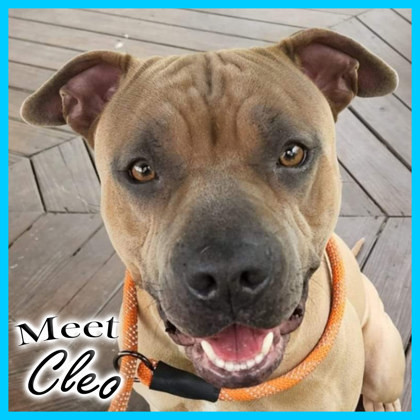 Cleo-I`m in a foster home!