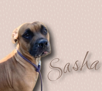 Sasha, an adoptable Retriever & Mastiff Mix in Cumberland, MD_image-1