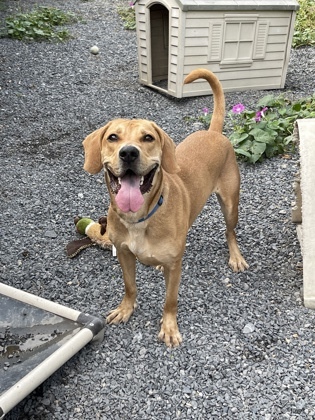 Clay, an adoptable Retriever Mix in Cumberland, MD_image-2