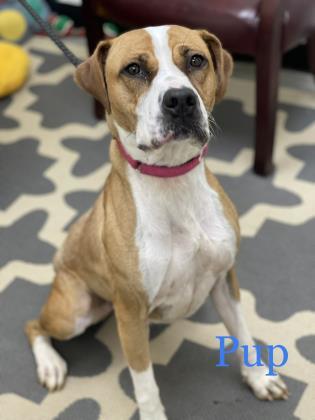Pup, an adoptable Terrier Mix in Cumberland, MD_image-2