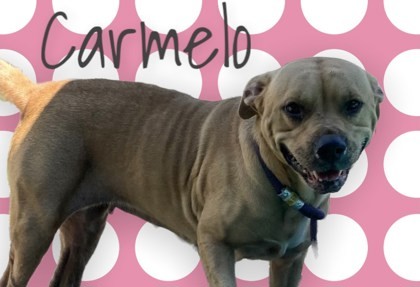 Carmelo, an adoptable Retriever & Boxer Mix in Cumberland, MD_image-2