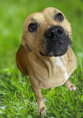 Carmelo, an adoptable Retriever & Boxer Mix in Cumberland, MD_image-3