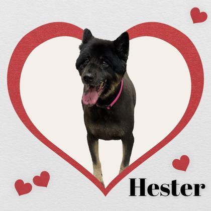 Hester