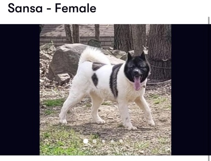 Sansa, an adoptable Akita in Cumberland, MD_image-1