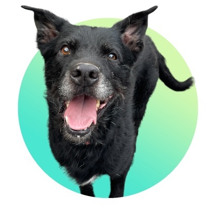Bear, an adoptable Terrier Mix in Cumberland, MD_image-1