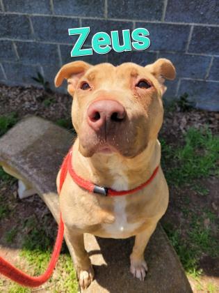 Zeus