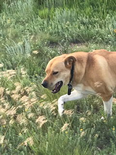 Jack, an adoptable Labrador Retriever, Australian Cattle Dog / Blue Heeler in Westminster, CO, 80021 | Photo Image 2