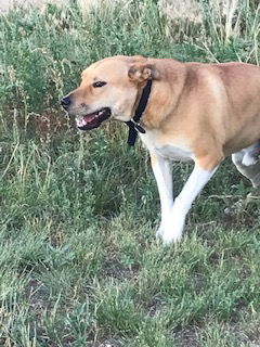 Jack, an adoptable Labrador Retriever, Australian Cattle Dog / Blue Heeler in Westminster, CO, 80021 | Photo Image 3