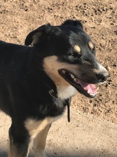Liki, an adoptable Shepherd, Border Collie in Westminster, CO, 80021 | Photo Image 2