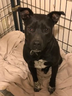 Hooch, an adoptable Black Labrador Retriever, Terrier in Westminster, CO, 80021 | Photo Image 1