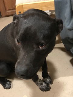 Hooch, an adoptable Black Labrador Retriever, Terrier in Westminster, CO, 80021 | Photo Image 2