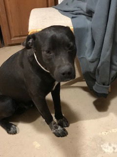 Hooch, an adoptable Black Labrador Retriever, Terrier in Westminster, CO, 80021 | Photo Image 3