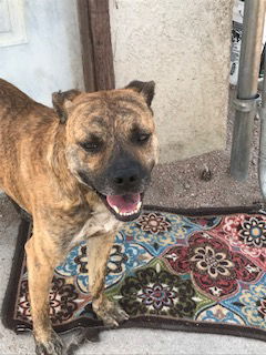 Keene, an adoptable Mountain Cur in Westminster, CO, 80021 | Photo Image 1