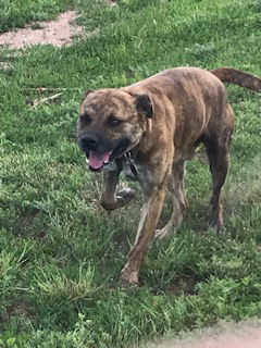 Keene, an adoptable Mountain Cur in Westminster, CO, 80021 | Photo Image 3