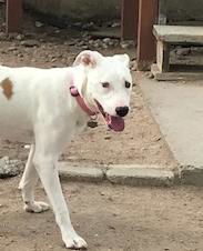 Lady, an adoptable Cattle Dog in Westminster, CO, 80021 | Photo Image 3