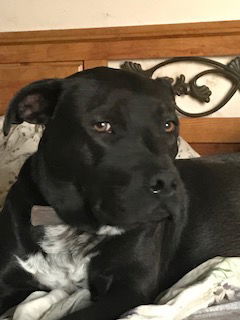 Chitta, an adoptable Pit Bull Terrier, Labrador Retriever in Westminster, CO, 80021 | Photo Image 2