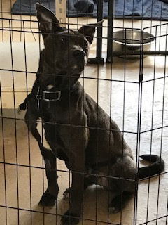 Jonah, an adoptable Labrador Retriever in Westminster, CO, 80021 | Photo Image 2