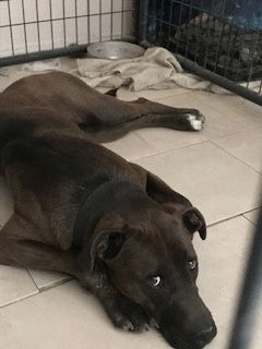 Renata, an adoptable Chocolate Labrador Retriever in Westminster, CO, 80021 | Photo Image 2