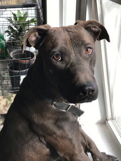 Renata, an adoptable Chocolate Labrador Retriever in Westminster, CO, 80021 | Photo Image 3