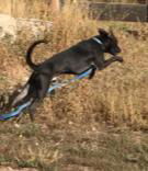 Roy, an adoptable Black Labrador Retriever in Westminster, CO, 80021 | Photo Image 2