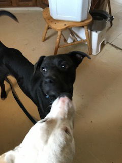 Roy, an adoptable Black Labrador Retriever in Westminster, CO, 80021 | Photo Image 3