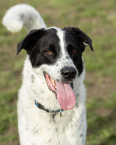 Franklin, an adoptable Pointer in Port Angeles, WA, 98363 | Photo Image 1