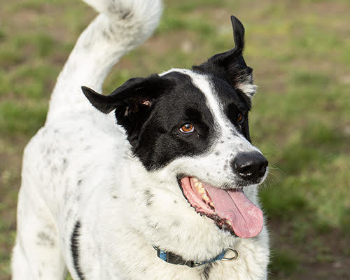 Franklin ( IN FOSTER ), an adoptable Pointer in Port Angeles, WA, 98363 | Photo Image 1