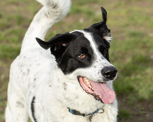Franklin, an adoptable Pointer, Great Pyrenees in Port Angeles, WA, 98363 | Photo Image 2