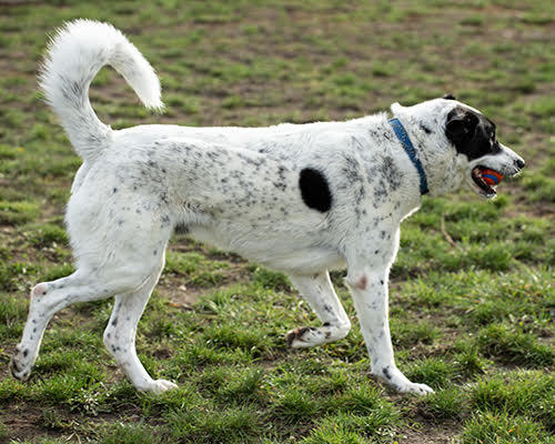 Franklin, an adoptable Pointer, Great Pyrenees in Port Angeles, WA, 98363 | Photo Image 3
