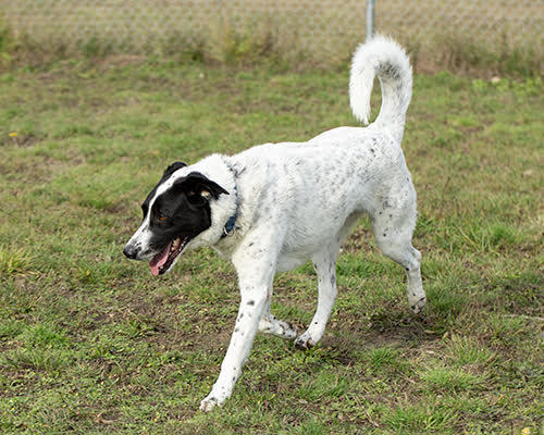 Franklin, an adoptable Pointer, Great Pyrenees in Port Angeles, WA, 98363 | Photo Image 4