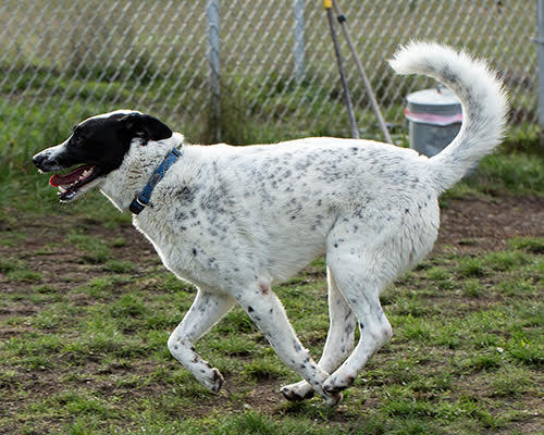 Franklin, an adoptable Pointer in Port Angeles, WA, 98363 | Photo Image 5