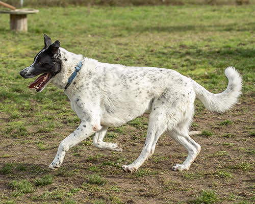 Franklin, an adoptable Pointer, Great Pyrenees in Port Angeles, WA, 98363 | Photo Image 6