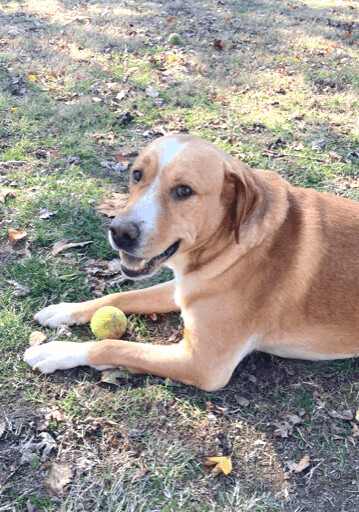 Connor, an adopted Labrador Retriever & Golden Retriever Mix in Fayetteville, AR_image-2