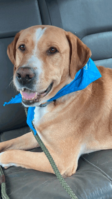 Connor, an adopted Labrador Retriever & Golden Retriever Mix in Fayetteville, AR_image-1