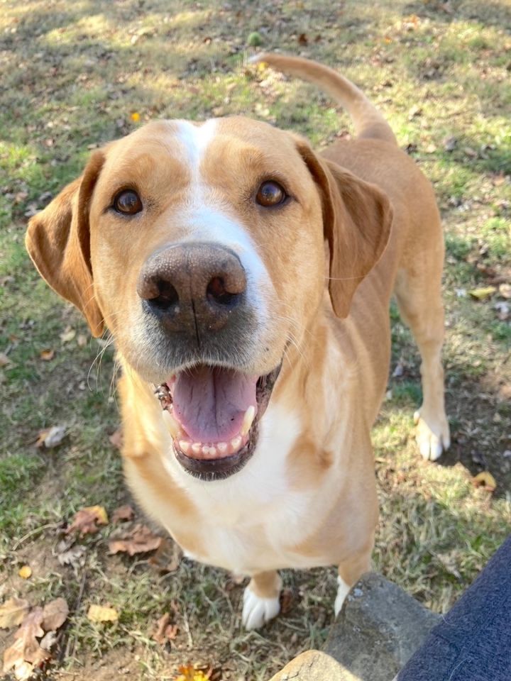 Connor, an adopted Labrador Retriever & Golden Retriever Mix in Fayetteville, AR_image-5