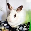 Bunny Boo Boo photo 1