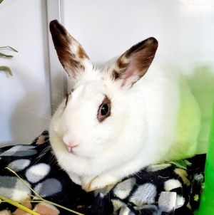 Bunny Boo Boo, Adult Female unknown